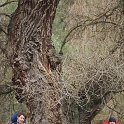 Populus nigra subsp. nigra (5)